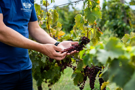 Single vintage vs blended Muscat — why most great fortified wine is a blend